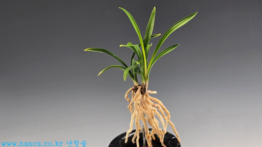 목포서반(단엽서반)