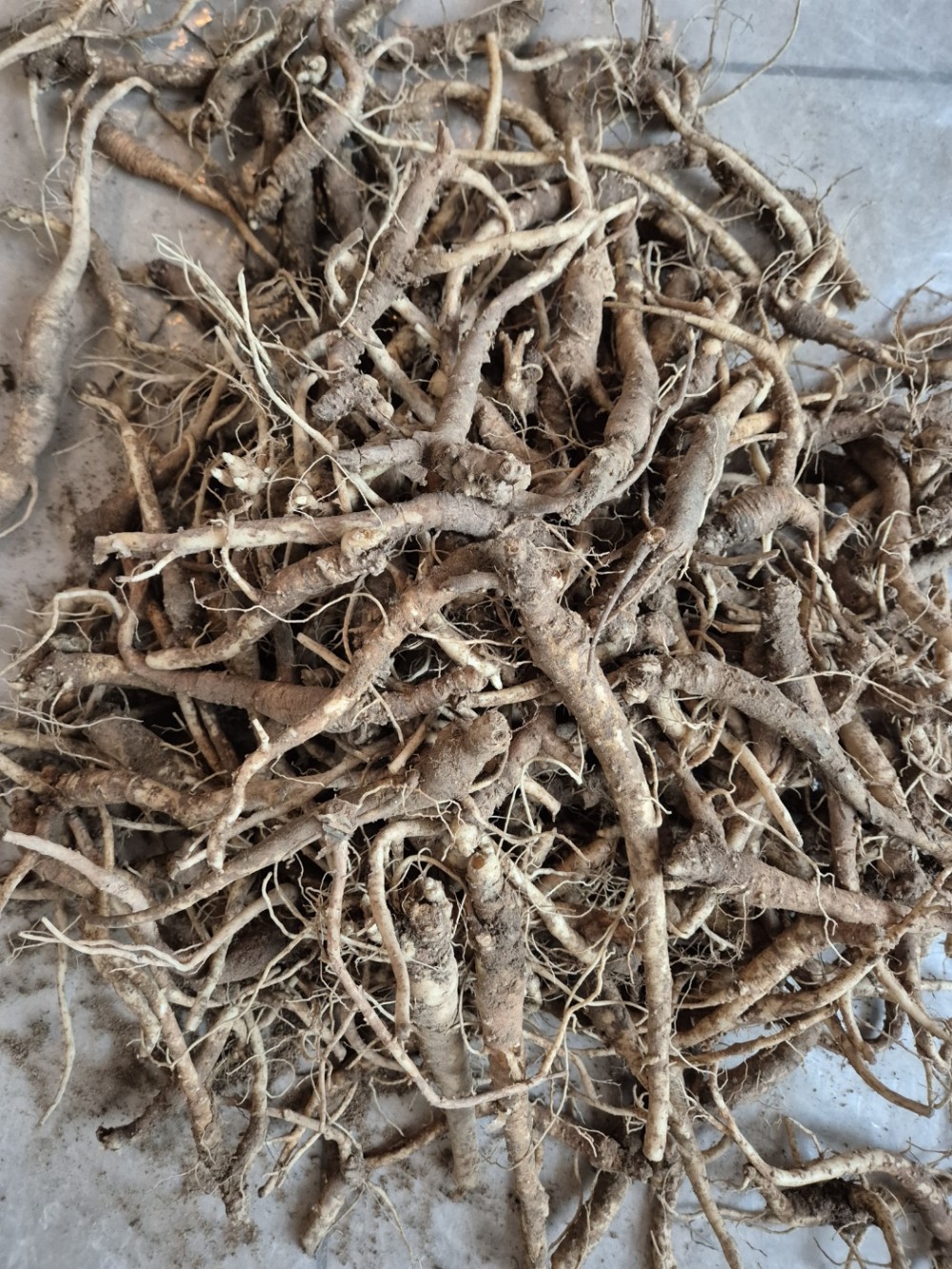 자연산 약용 도라지