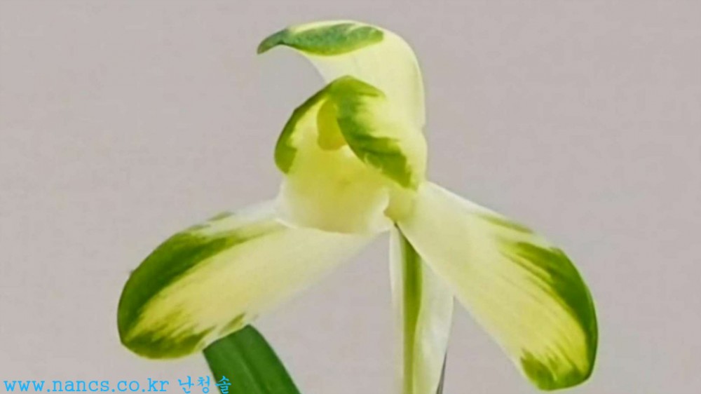 금하소무지(꽃5경)