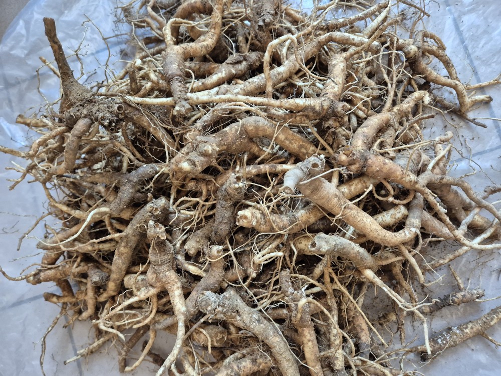 자연산 도라지(가격인?