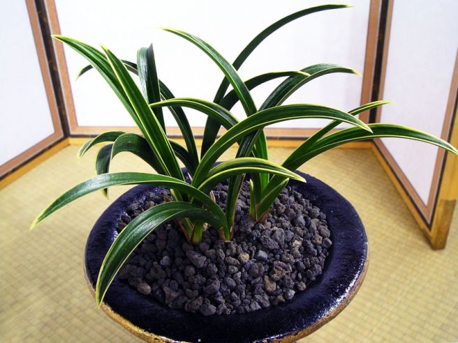 태양초로 튼튼하게 잘 ?