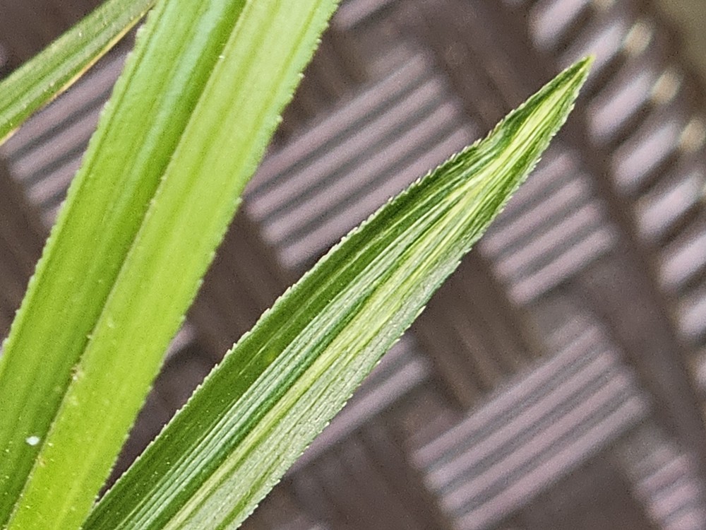 직4장터 27587번 가격조?