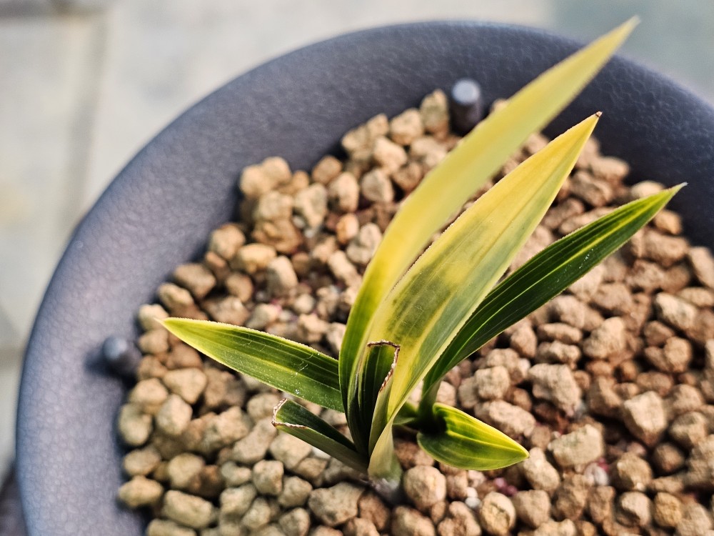 두툼한 단엽성 환엽서?