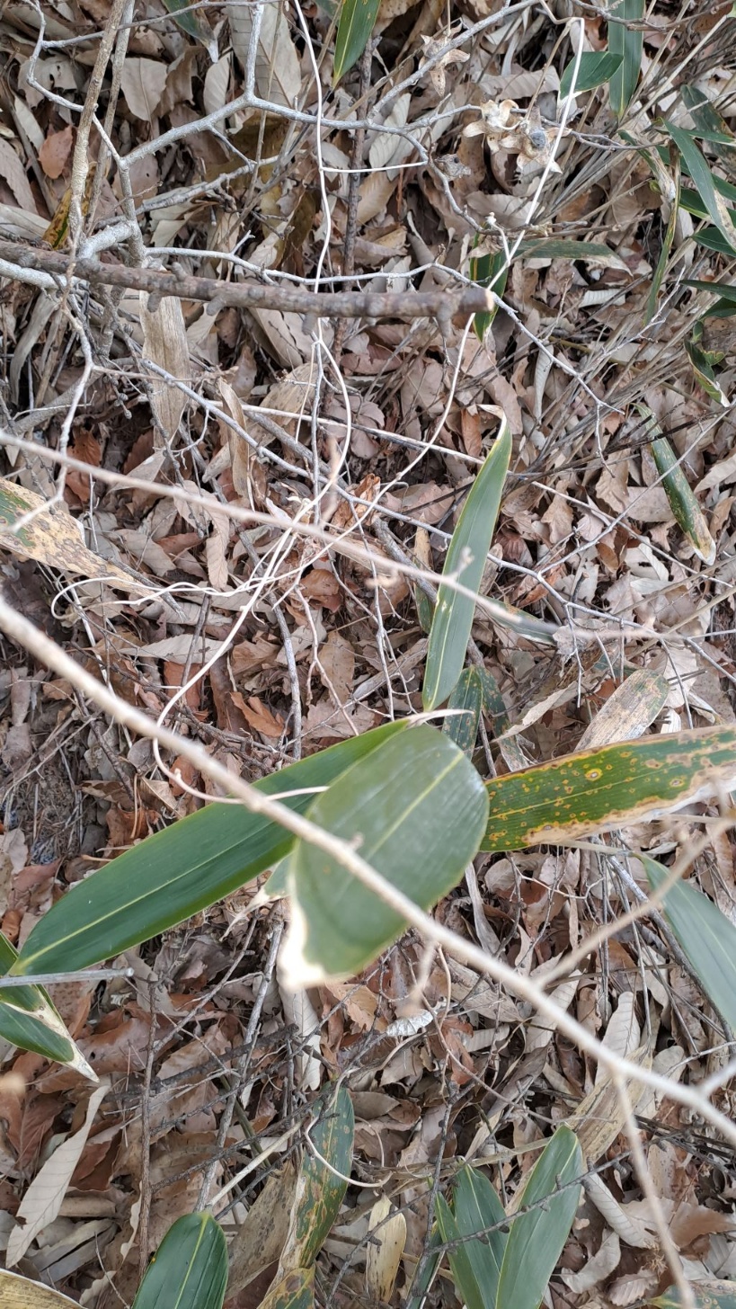 야생 더덕 2세트