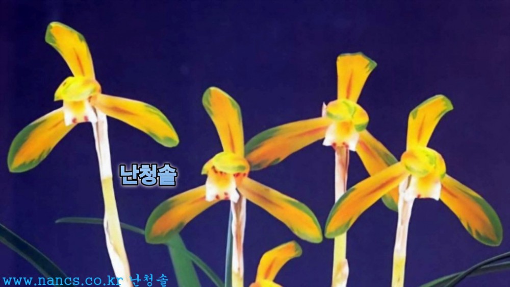 태극문(전시작품/꽃3경?