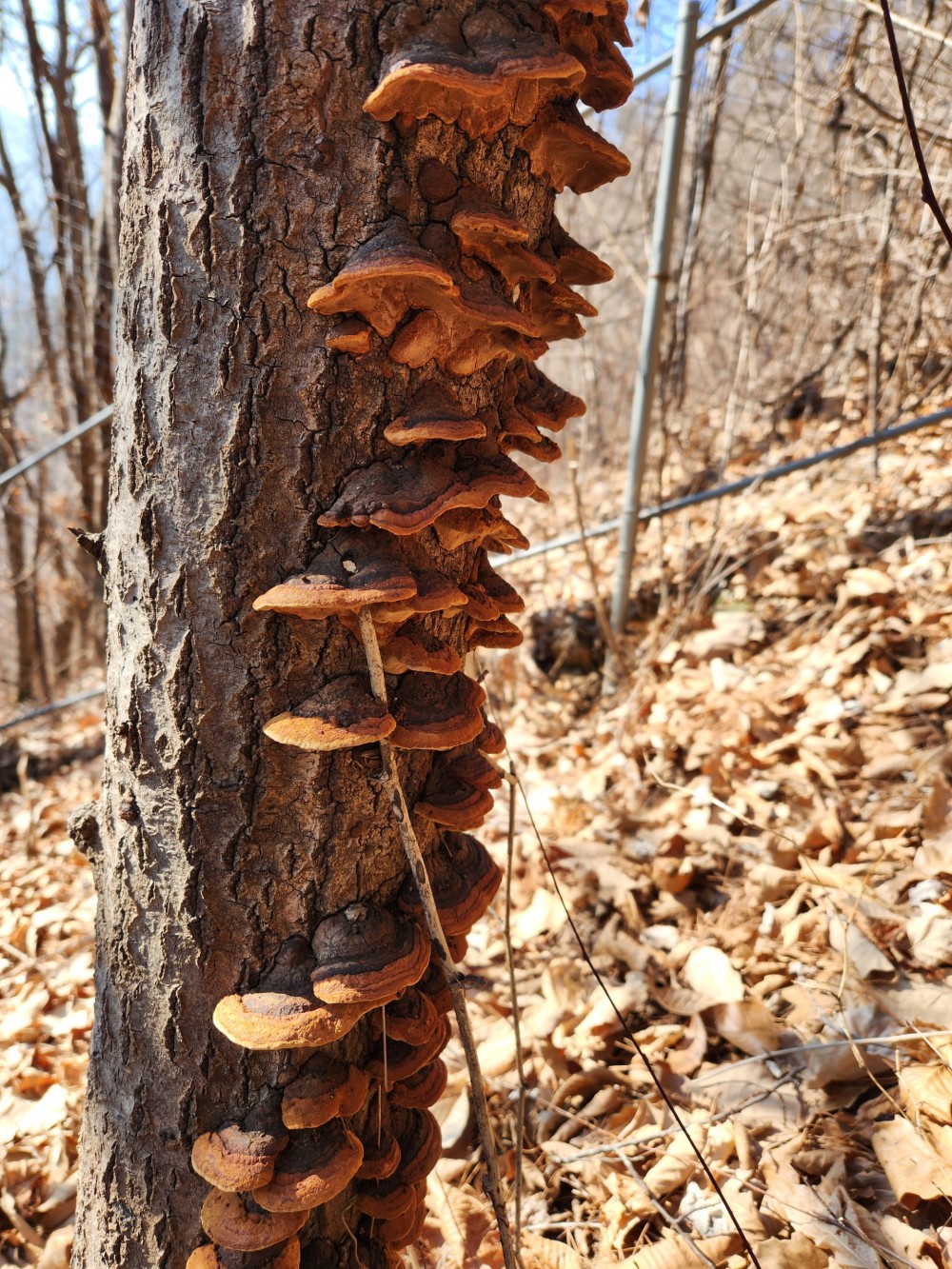 황철갓 상황버섯