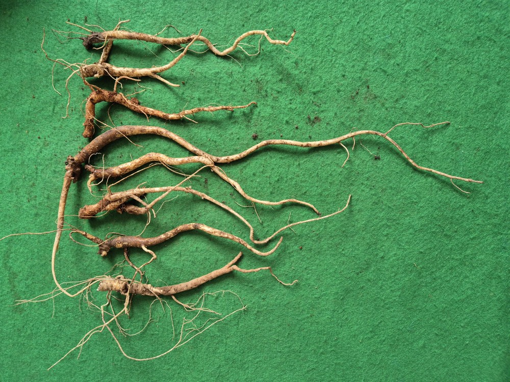 담금용 도라지/지치