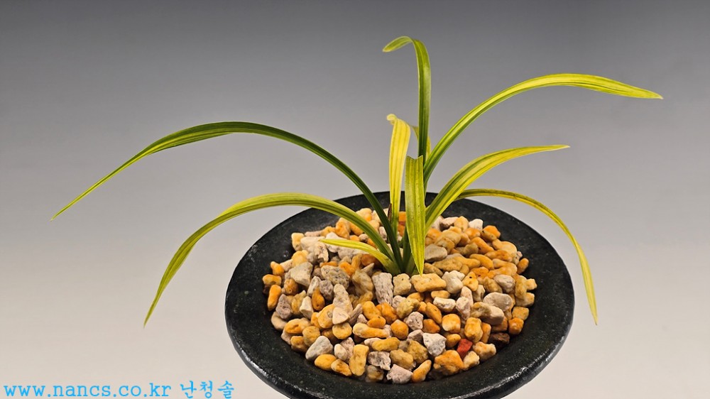 엽성전면황산반