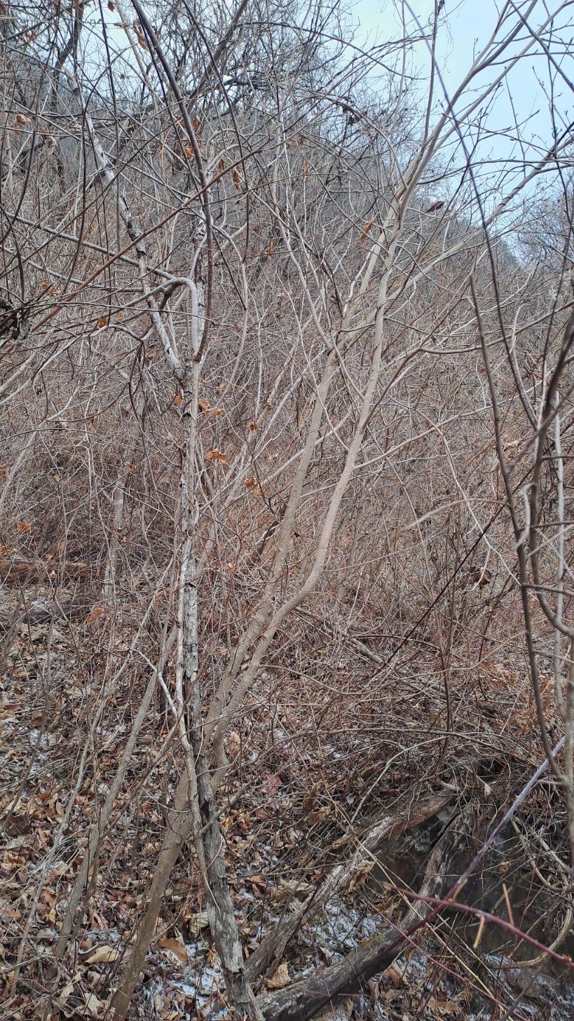 대물 담금용 더덕 3세?