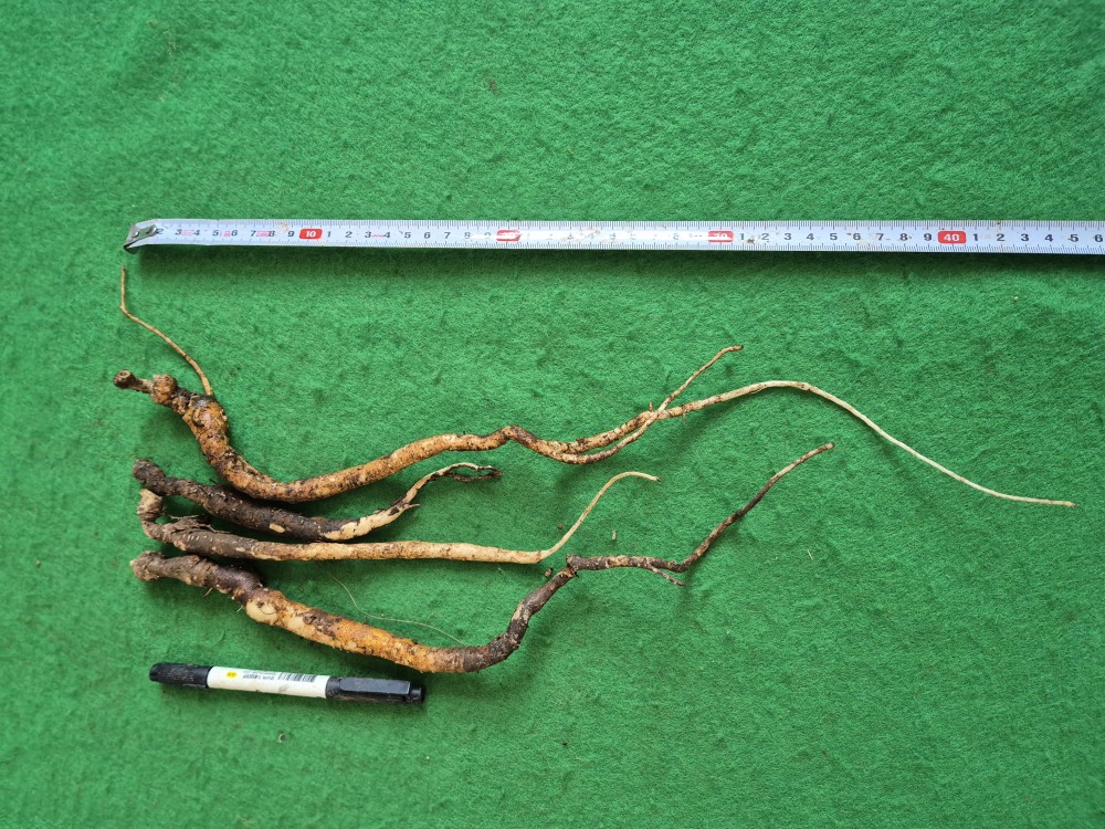 담금용 반먹도라지