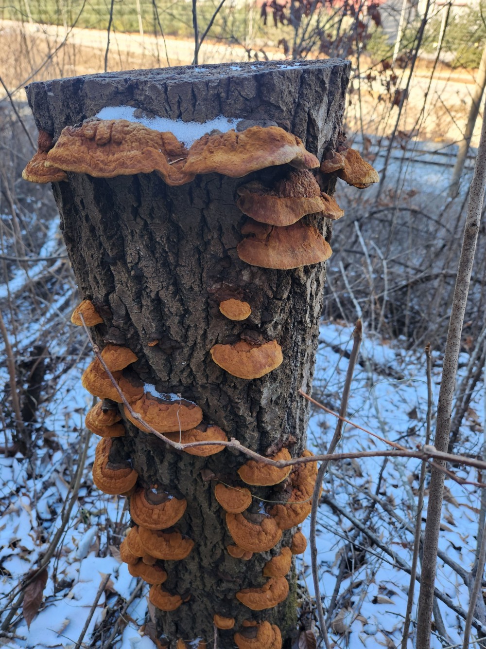 황철갓상황 판매