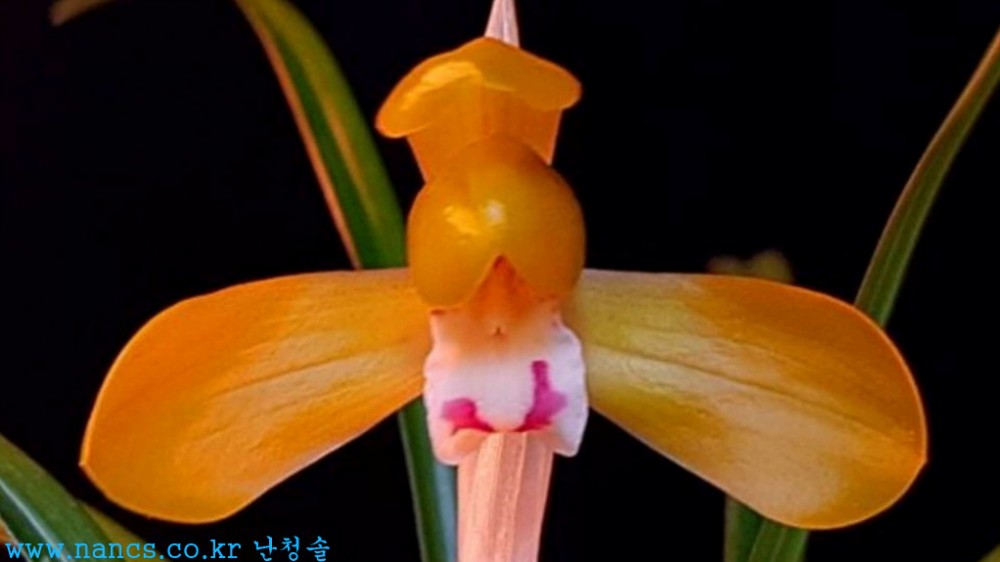 주금보(전시작품/꽃4경?