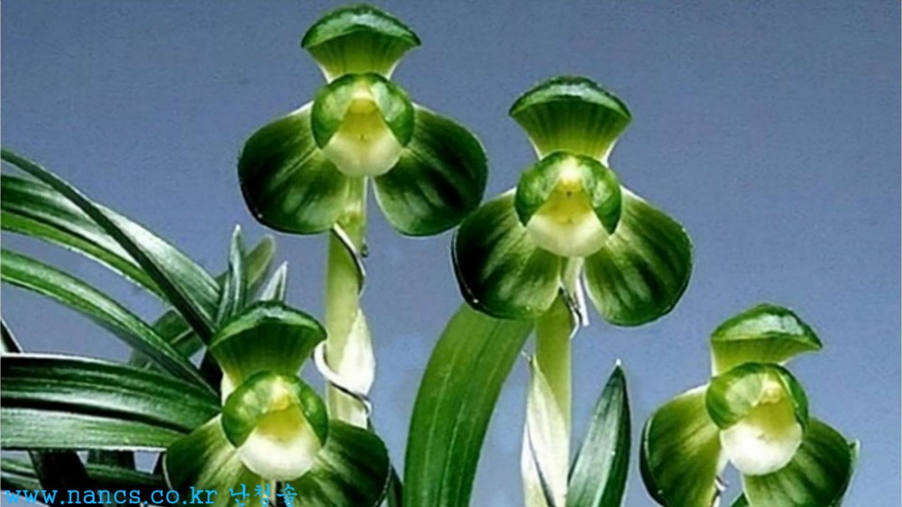 일월화(전시작/꽃2경)