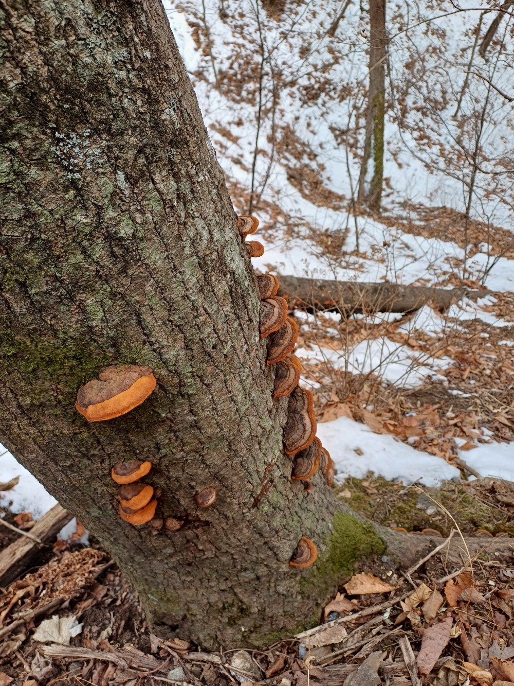황철갓상황 판매