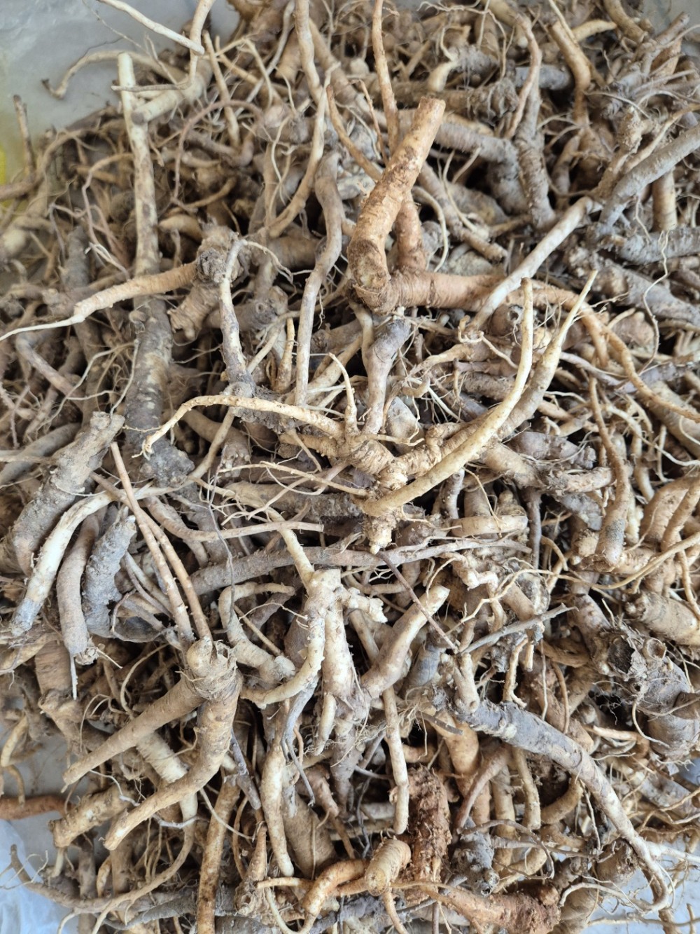 야생 산도라지 판매