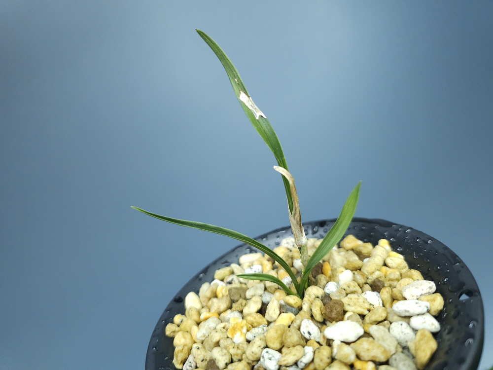 하동옥종 종자 1번