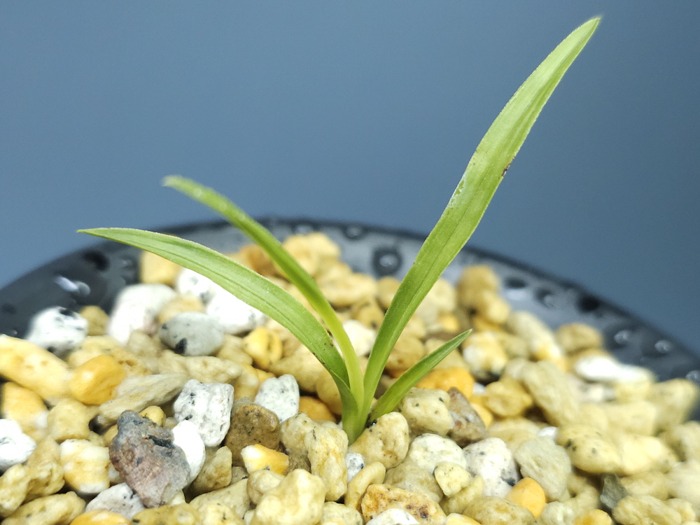 하동옥종 종자 2번