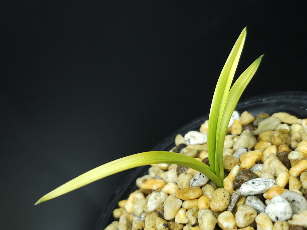 지동산 산채촉 종자