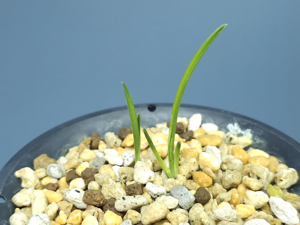 전남 벌교산 장단엽반?