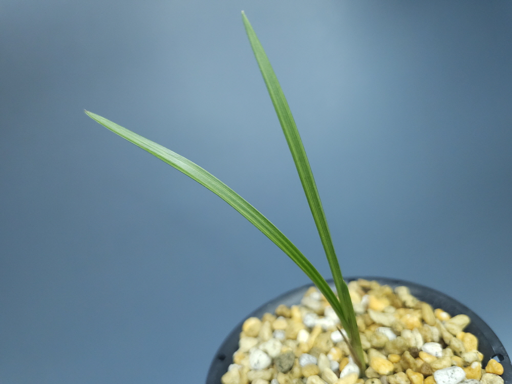 화정산 산반중투