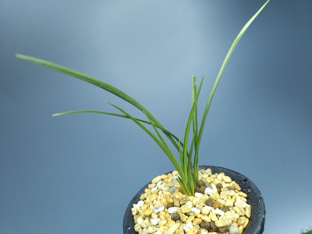 남암산 우뚝선 종자