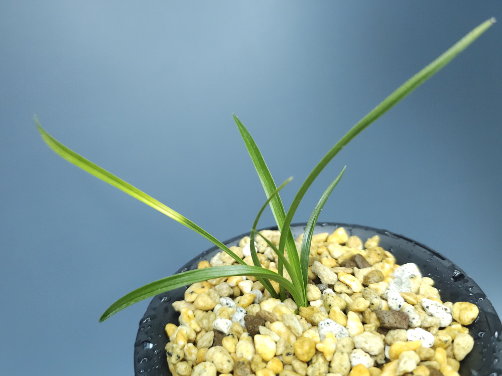 지동산 아쉬운종자