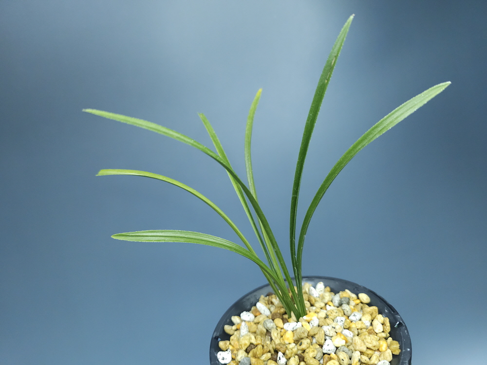 합천 무곡산 종자