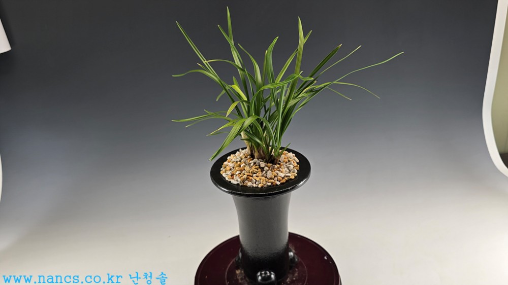 원판소심(전시작품/꽃2?