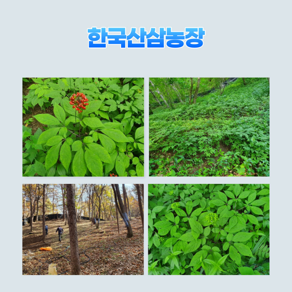 미 좋은 산양삼  선물?