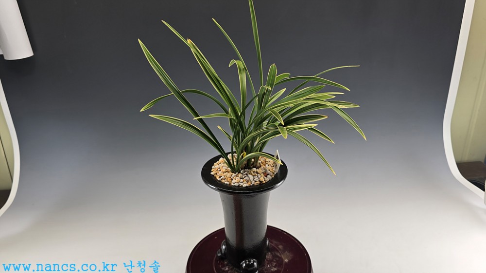 계백(전시작품/꽃4경)