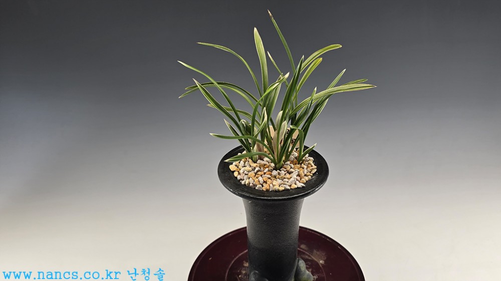 파운(전시작품/꽃2경)