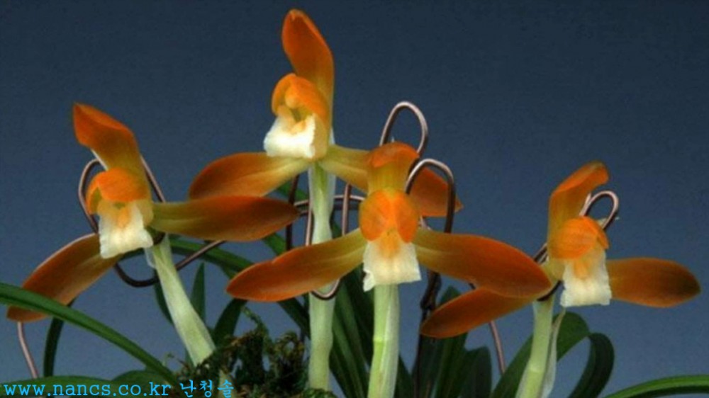 동광(전시작품/꽃3경)