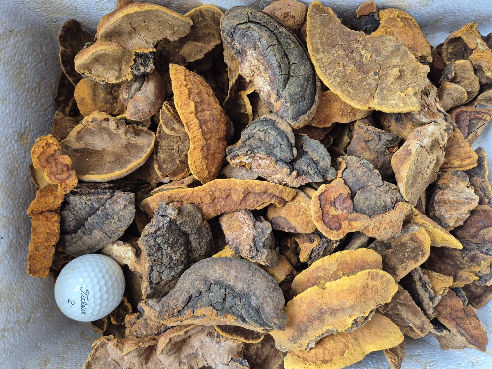 황철갓상황 판매