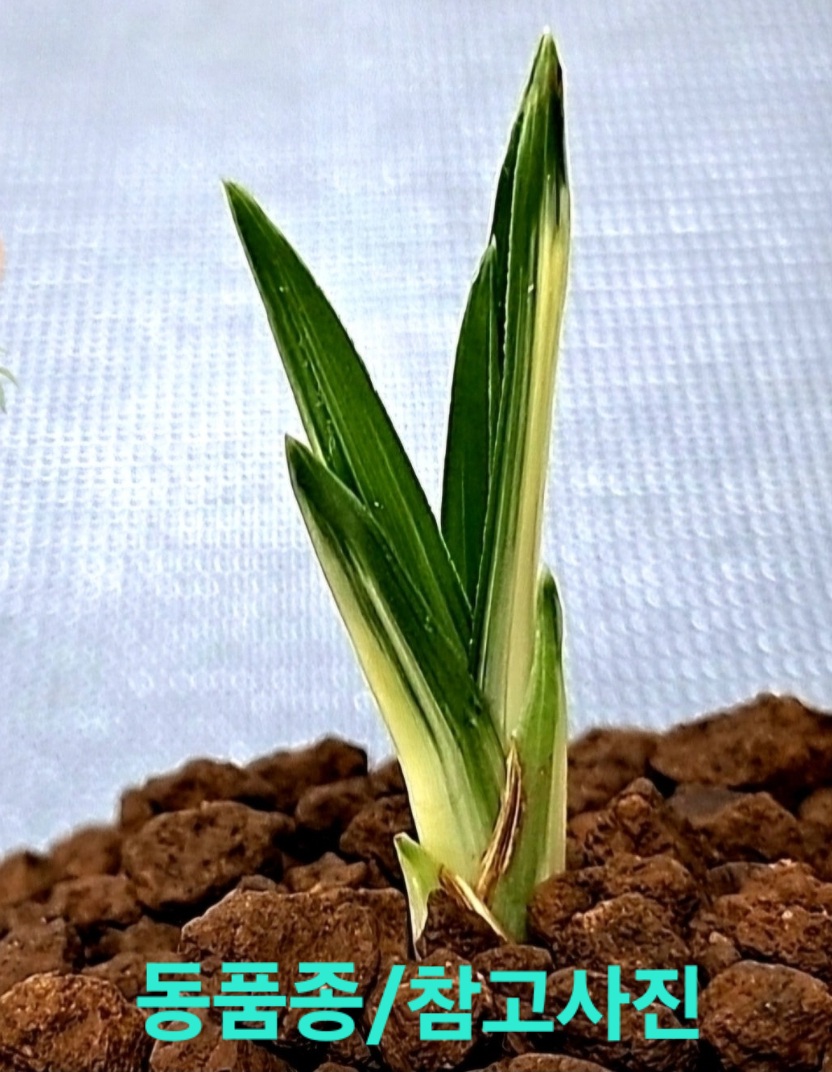 울트라급품종☆☆☆☆?