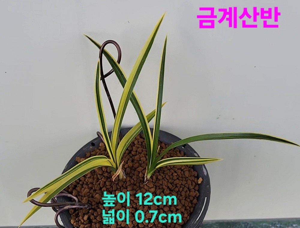 작지만당찬대물☆☆☆?