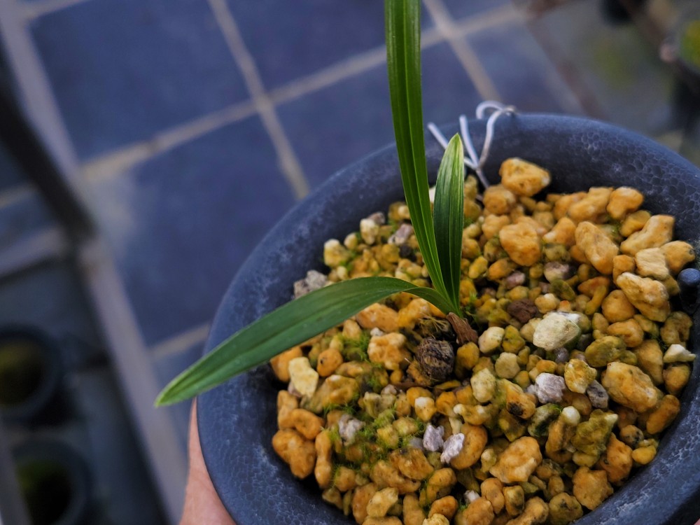 환엽의황산반입니다