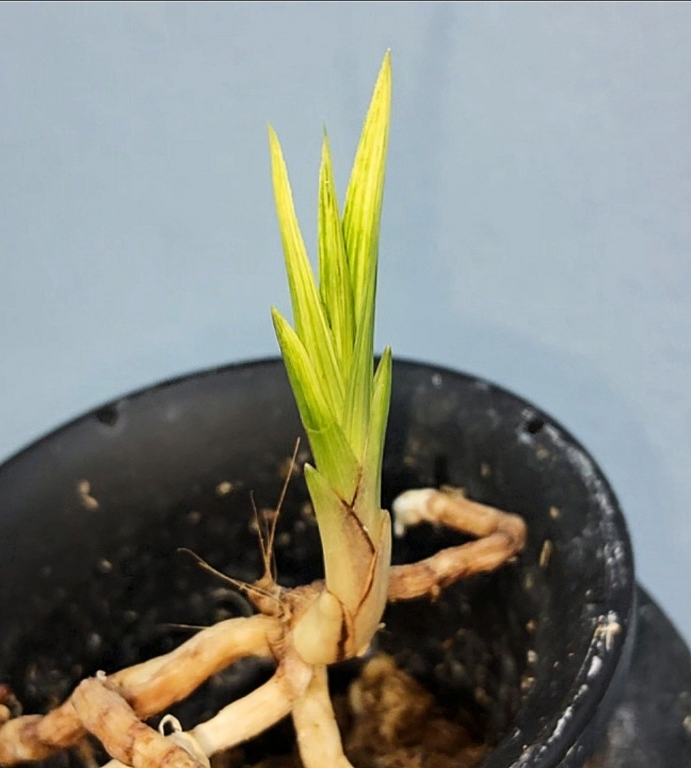 특급품종☆☆☆☆☆☆