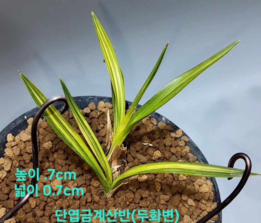 특급품종☆☆☆☆☆