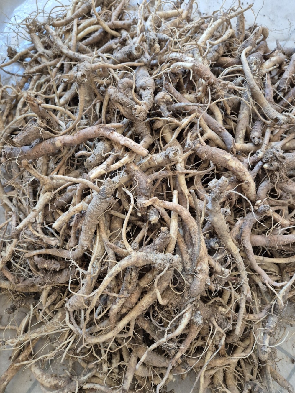 자연산 약용, 담금용 ?