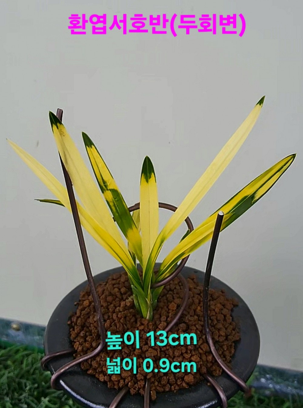 차세대를주도할~☆☆?