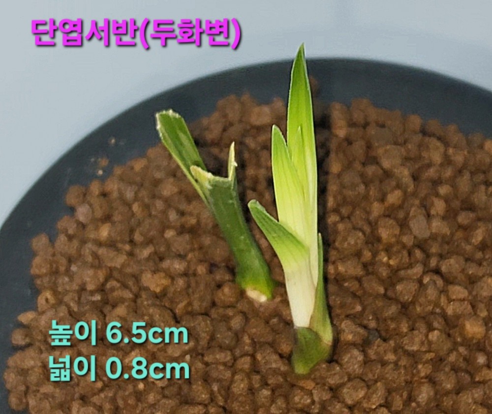 고가거래품~☆☆☆☆?