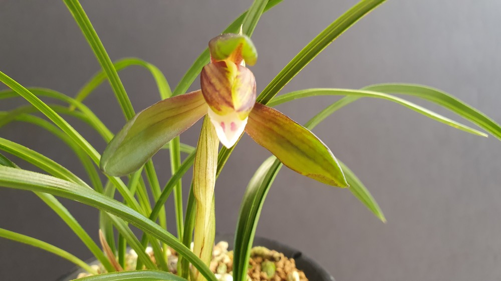 자(산반복색)화