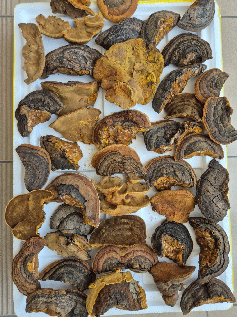 상황버섯(황철갓, 약용?