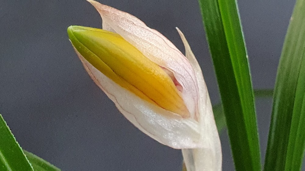 발색중인 주금화