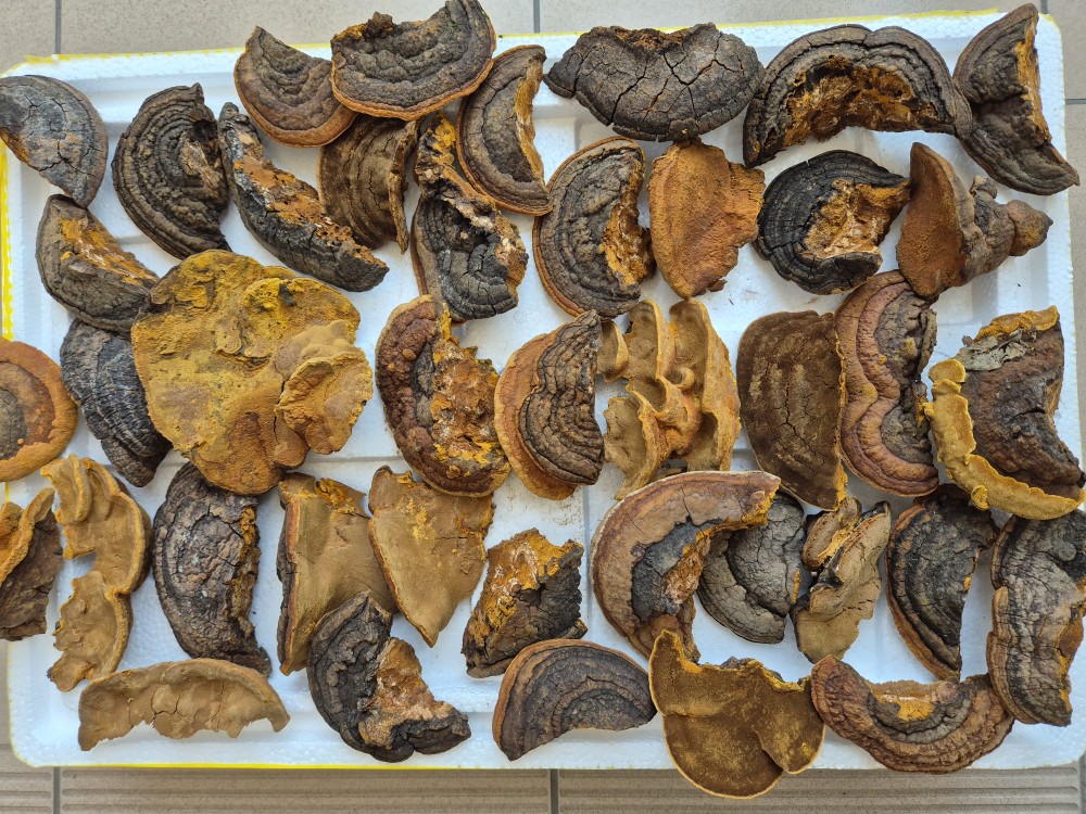 황철갓상황 1킬로