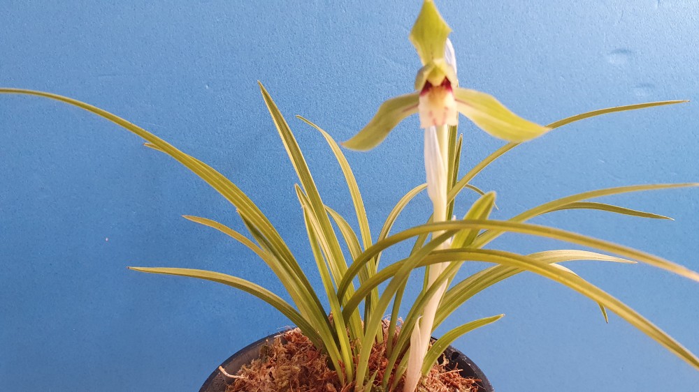 전면서산반에서 피는 ?