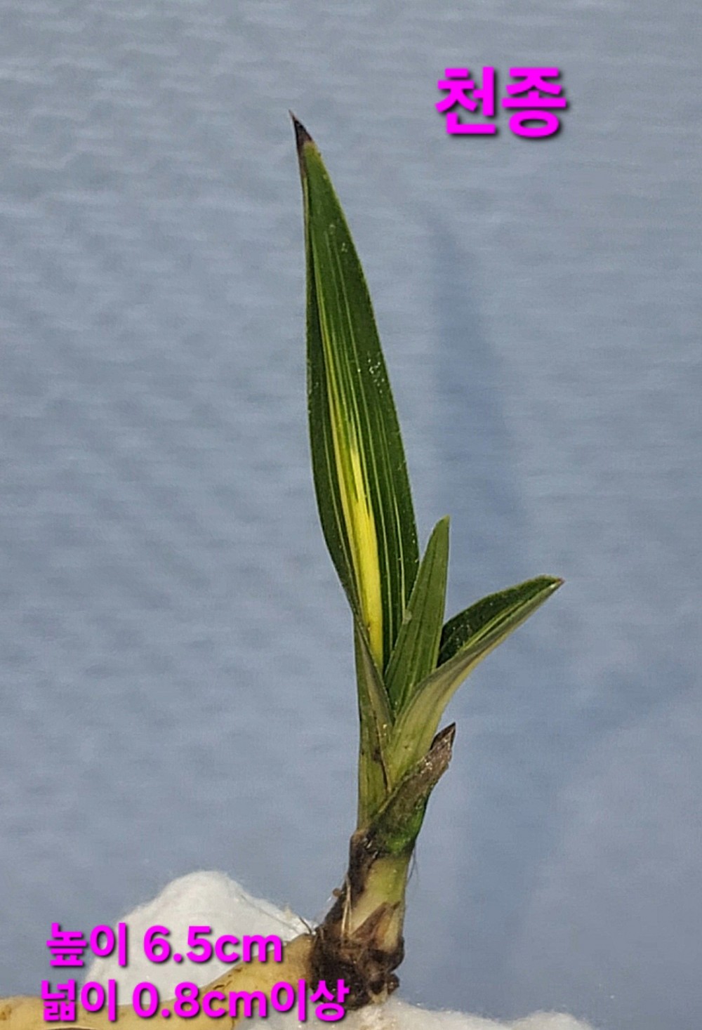 천종☆☆☆☆☆