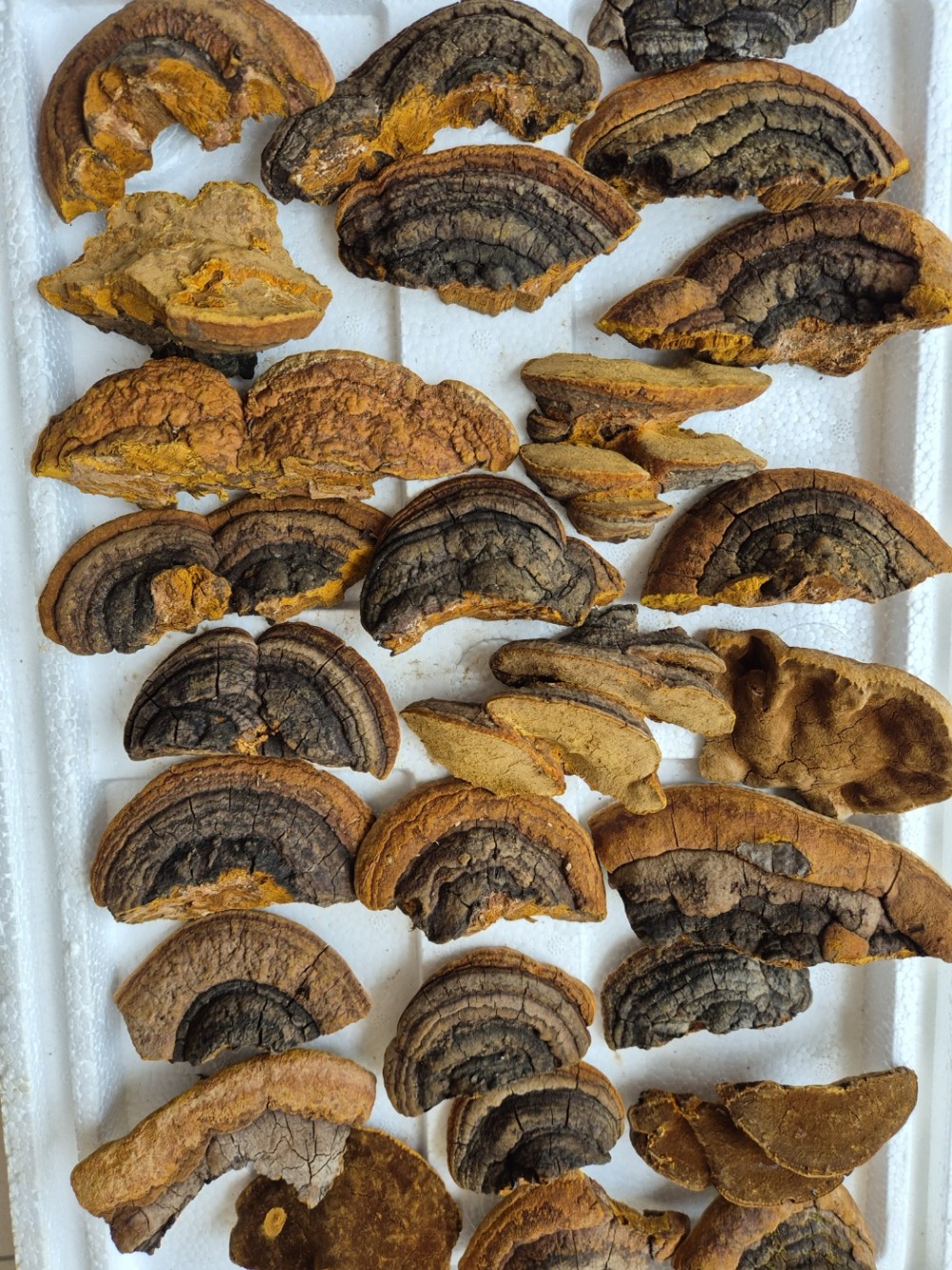 상황버섯(황철갓, 약용?