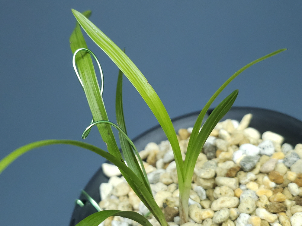 합천산 종자 4번