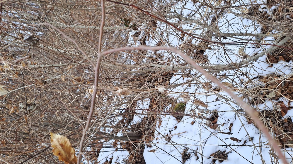 자연산 담금용 더덕(대?